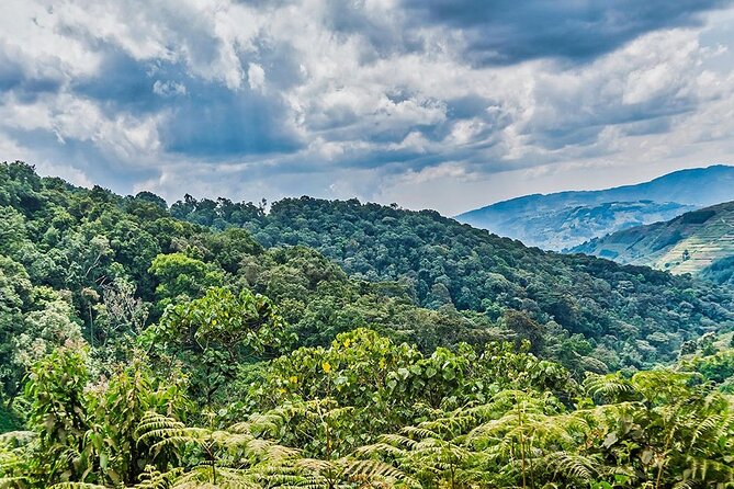 Multi Day Private Gorillas and Chimpanzee Trekking Tour in Uganda - Day 5: The main event in Bwindi