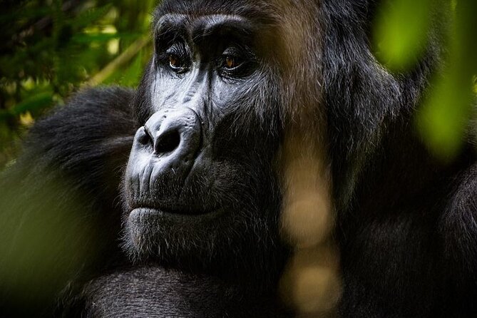 Multi Day Private Gorillas and Chimpanzee Trekking Tour in Uganda - Day 6: Returning through Kigezi and the Equator