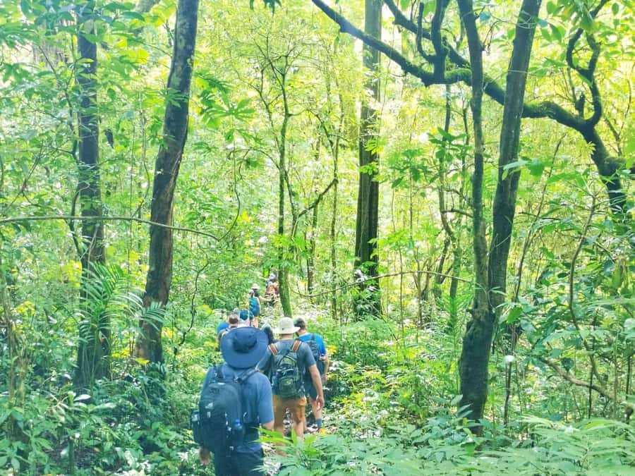 Munduk : Jungle Trekking,Canoeing,waterfall &authentic lunch - Key points at a glance