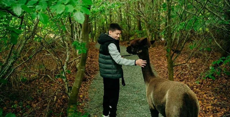 N. Ireland: Award Winning Guided Scenic Alpaca Trekking - The best parts of this alpaca experience