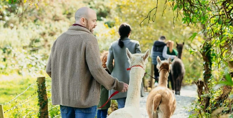 N. Ireland: Award Winning Guided Scenic Alpaca Trekking - Meeting the alpacas properly