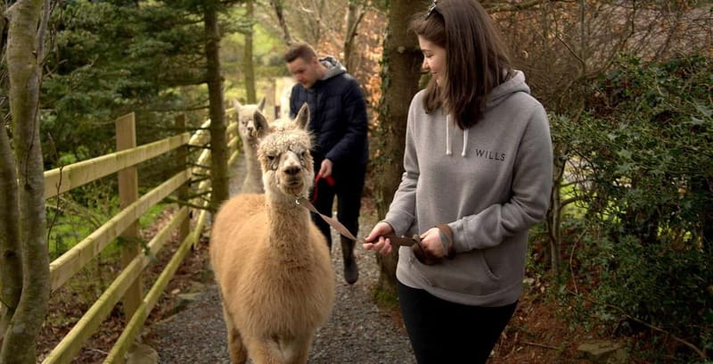 N. Ireland: Award Winning Guided Scenic Alpaca Trekking - Scenic views, bridges, and photo stops