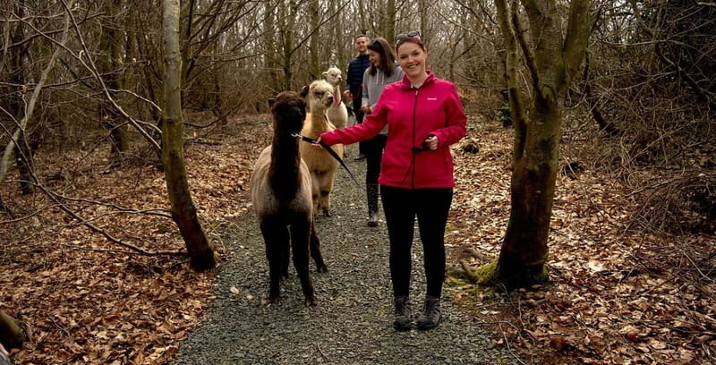 N. Ireland: Award Winning Guided Scenic Alpaca Trekking - Who will enjoy this most?