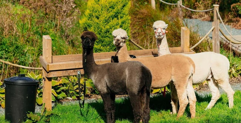 N. Ireland: Award Winning Guided Scenic Alpaca Trekking - Practical details that matter