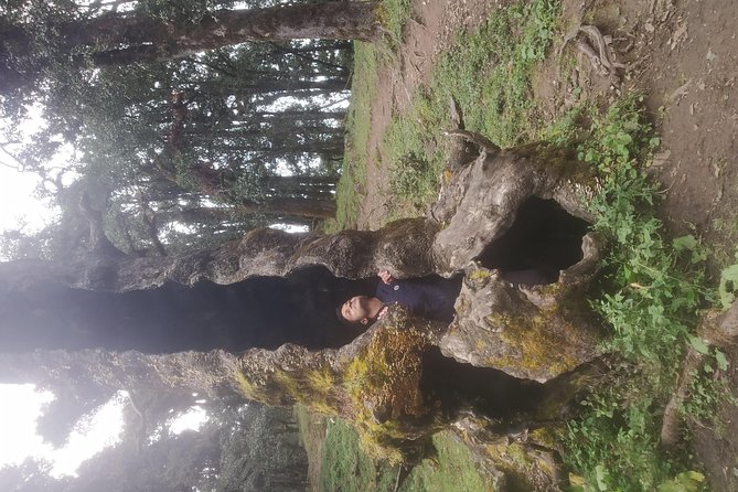 Nagtibba Trek (Pantwari to Pantwari) - Who should book this trek?