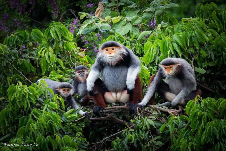 Ninh Binh: Cuc Phuong Jungle Trek, Wildlife & Ancient Caves - Meeting rare langurs at the rescue center