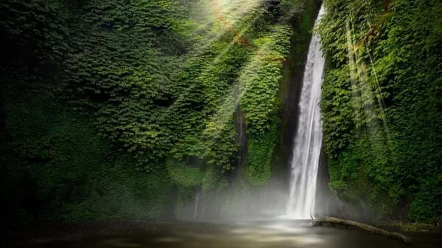 North Bali: Explore Munduk Waterfall Trekking Experience - Red Coral Waterfall begins the forest section