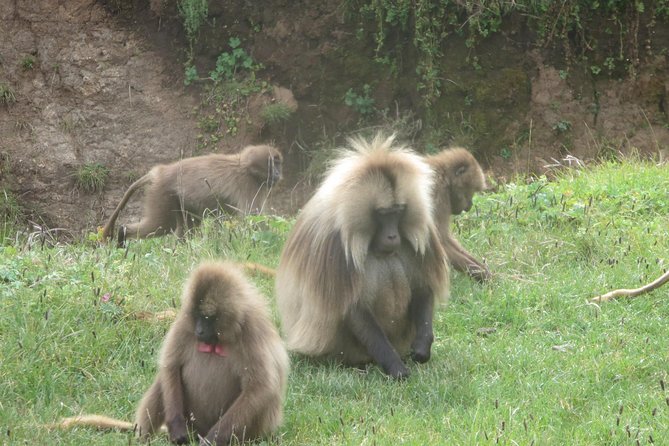 Northern Ethiopia & Trekking Simien Mountains , 10 Days - Imet Gogo delivers the finest mountain views