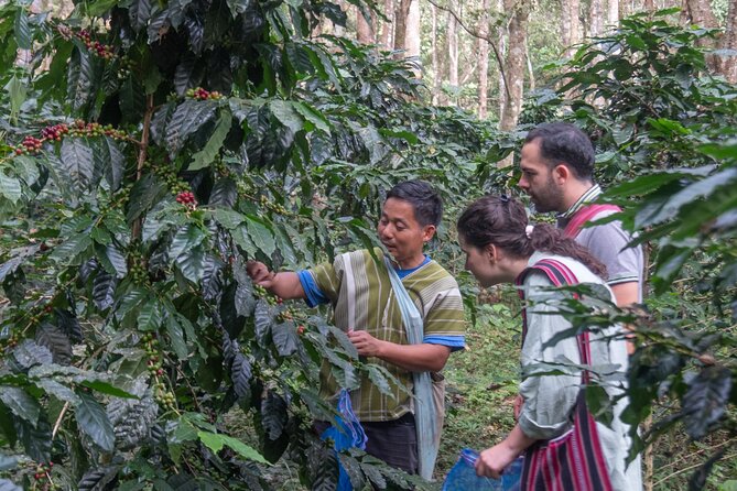 Off the Map Chiang Mai Jungle Coffee Trek Roast and Brew - Planting a coffee tree with a local purpose