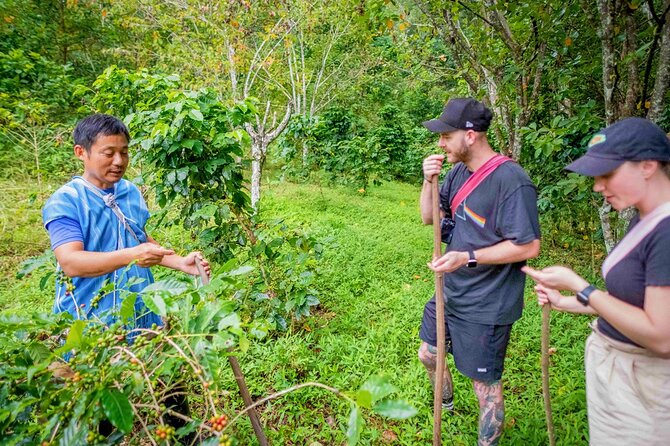 Off the Map Chiang Mai Jungle Coffee Trek Roast and Brew - Roasting your own beans over controlled heat