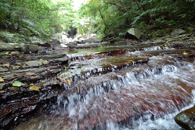Okinawa Jungle Trails & Waterfalls – Private Yanbaru Tour - A guide who shapes the day