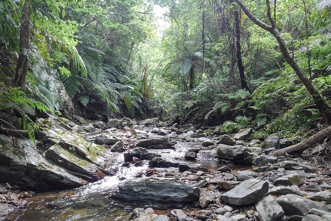 Okinawa Jungle Trails & Waterfalls – Private Yanbaru Tour - What to wear and bring