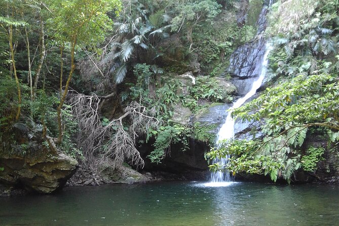 Okinawa Jungle Trails & Waterfalls – Private Yanbaru Tour - What happens at the 888 Makiya meeting point