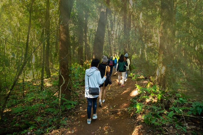 One day Doi Inthanon & Trekking at Pha Dok Siew - Pha Dok Siew: a gentle two-hour trek