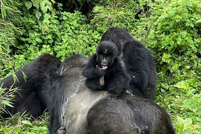 One Day Gorilla Trekking Rwanda & Iby'iwacu Cultural Village - Meeting mountain gorillas in Volcanoes National Park
