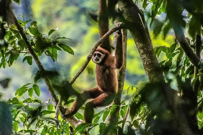 ONE DAY JUNGLE TREKKING 6-7 hours (see orang utan) + RAFTING in BUKIT LAWANG - Starting at 8:30 in Bukit Lawang