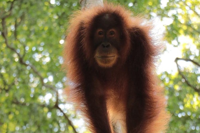 ONE DAY JUNGLE TREKKING 6-7 hours (see orang utan) + RAFTING in BUKIT LAWANG - Five to Six Hours on Gunung Leuser Trails