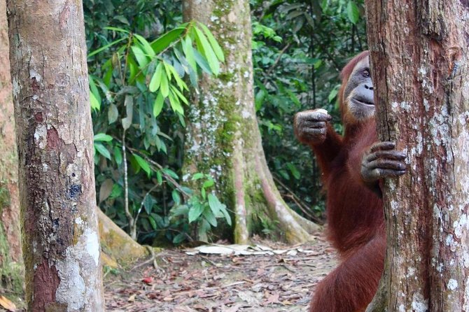 ONE DAY JUNGLE TREKKING 6-7 hours (see orang utan) + RAFTING in BUKIT LAWANG - Fitness, Weather, and Who Should Book