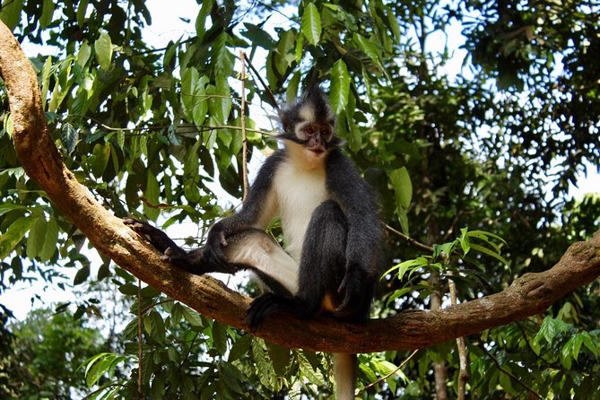 ONE DAY JUNGLE TREKKING 6-7 hours (see orang utan) + RAFTING in BUKIT LAWANG - Should You Book This Bukit Lawang Jungle Tour?