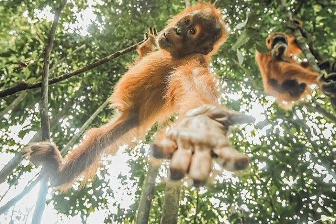 ONE DAY JUNGLE TREKKING 6-7 hours (see orang utan) + RAFTING in BUKIT LAWANG - Lunch, Fresh Fruit, and a Midday Pause