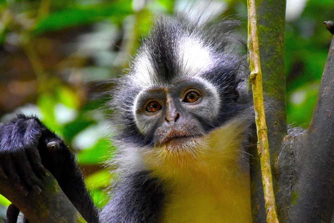 ORANGUTAN TREK (2D/1N) by EcoTravel Bukit Lawang - Orangutans, macaques, and the limits of wildlife viewing