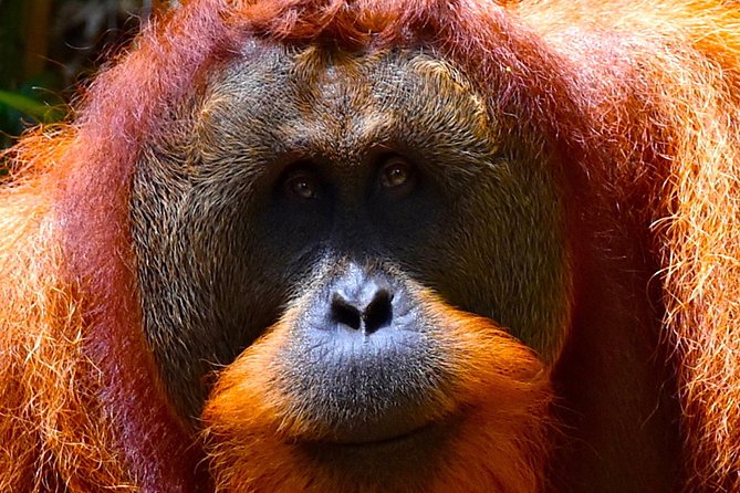 ORANGUTAN TREK (2D/1N) by EcoTravel Bukit Lawang - What the $180 price really includes