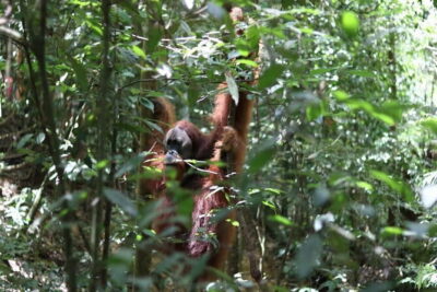 Overnight Trekking Adventure in Ketambe