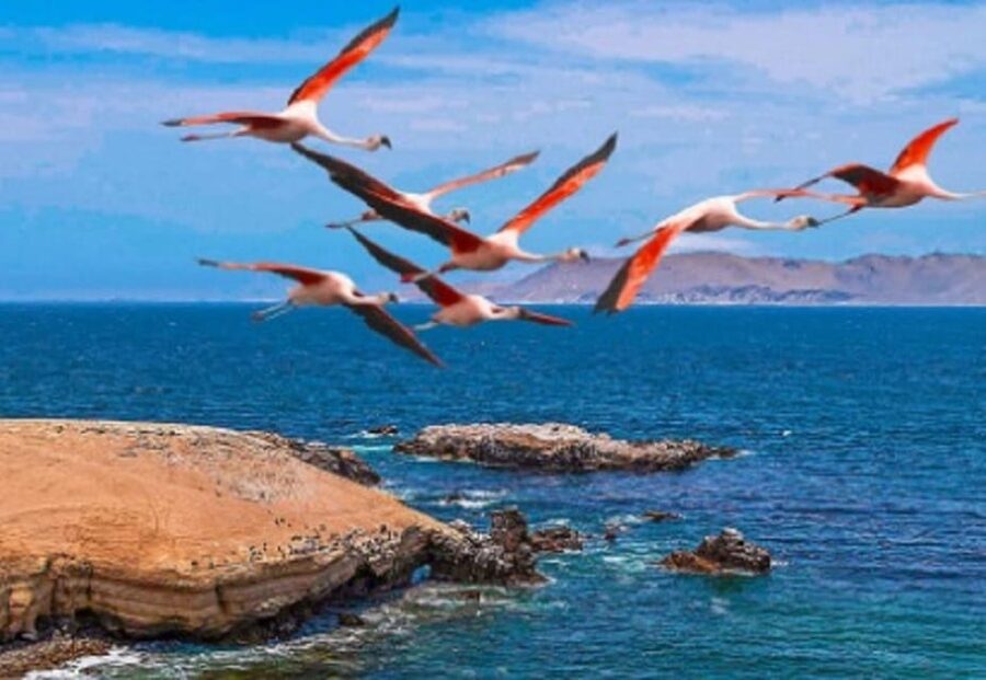 PARACAS|| Sunset trekking in the Paracas National Reserve - Reaching the Pacific sunset viewpoint