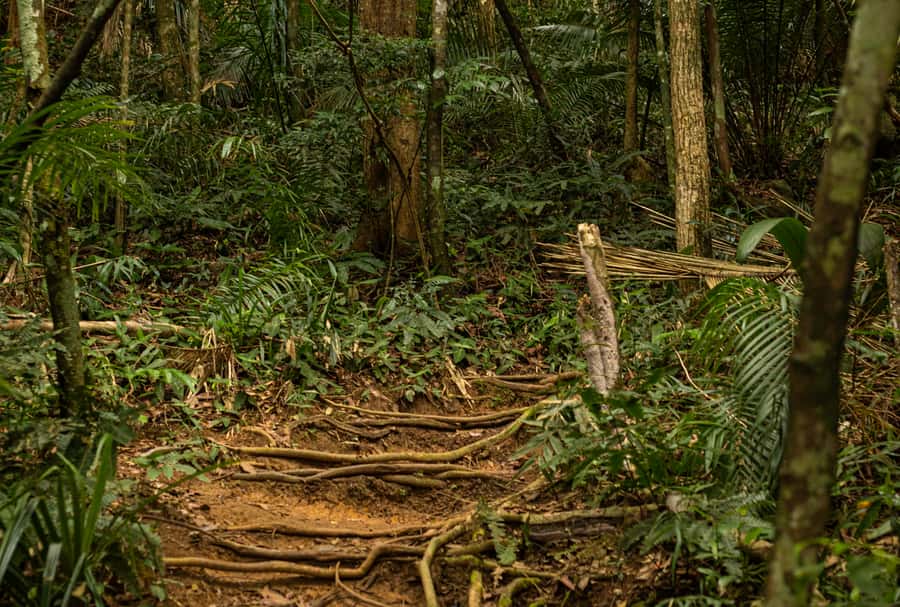Paraty: Pão de Açucar Peak Trekking and Hiking Tour - The descent and return to Paraty