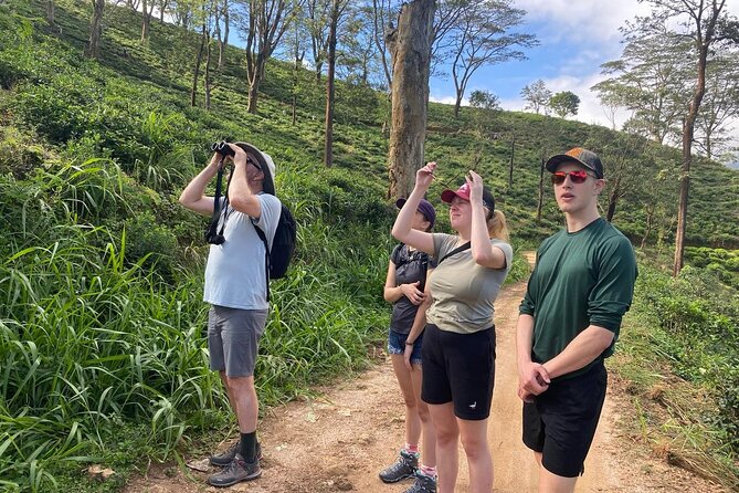 Pekoe Trail Stage 1- Scenic Trek from Hanthana to Galaha - Why Stage 1 feels different from a standard Kandy excursion