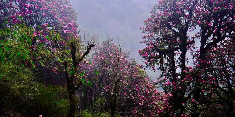 Pokhara: 3- days Poon Hill Trek - The Ulleri to Ghorepani section
