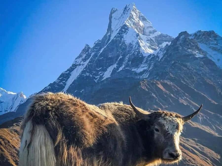 Pokhara: 4-Day Mesmerizing Mardi Himal Guided Trek - Why this four-day trek works from Pokhara