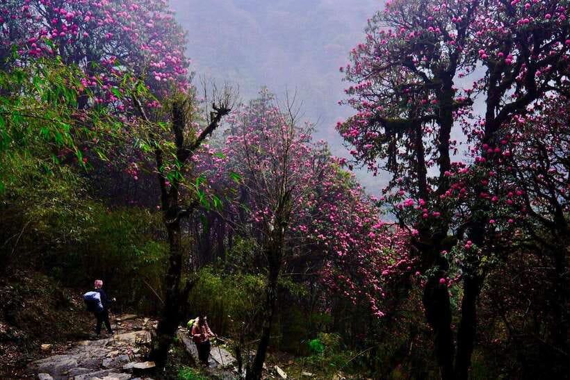 Pokhara: 4-Day Poon Hill and Ghandruk Guided Trek - The best season for flowers or clear peaks