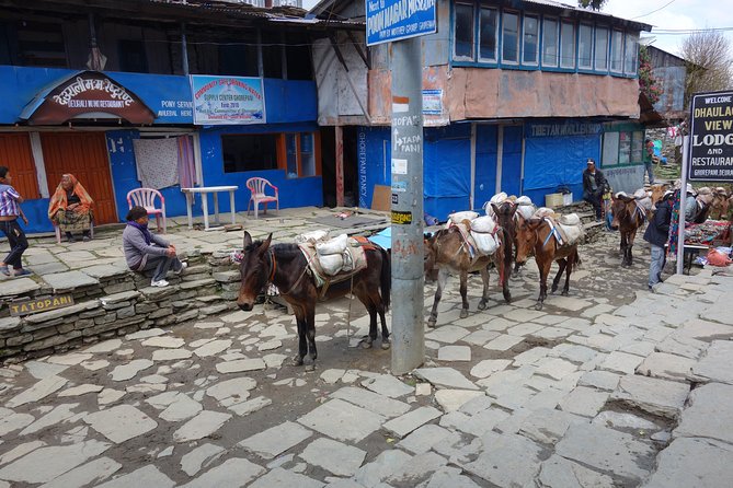 Poonhill Trek - Day 6: Along Modi Khola back to Pokhara