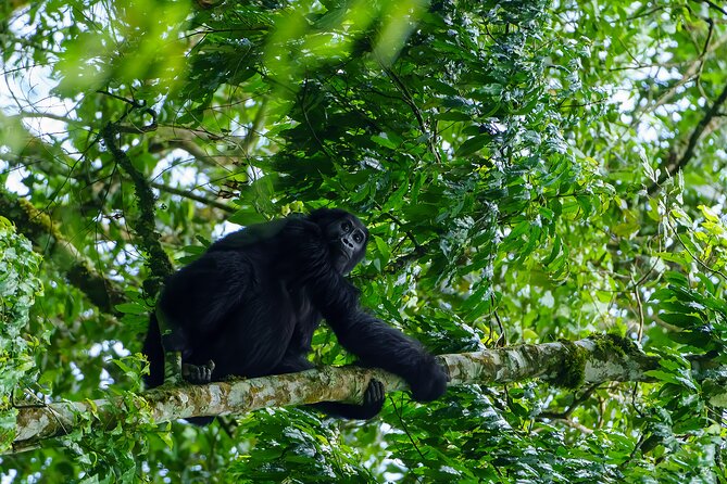 Private 3 Day Gorilla Trekking Safari in Uganda - Day 1: From Entebbe to the forests of Bwindi