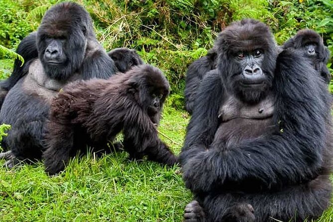 Private 3 Day Gorilla Trekking Safari in Uganda - Meeting the Batwa community