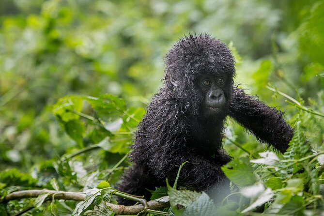 Private 3 Day Gorilla Trekking Safari in Uganda - Day 3: The long return and the Equator stop