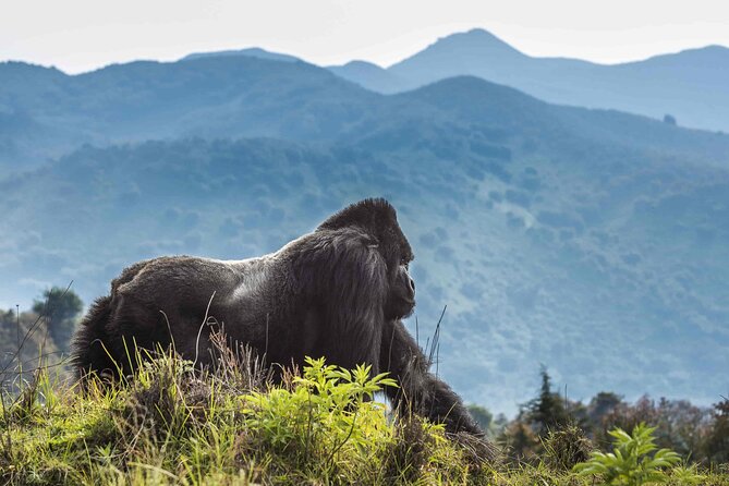 Private 3 Day Gorilla Trekking Safari in Uganda - Guides, drivers, and the human side of the trip