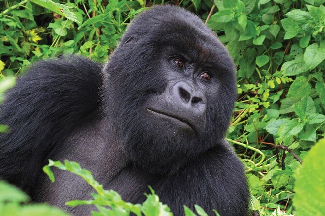 Private 3 Day Gorilla Trekking Safari in Uganda - Who will enjoy this safari most