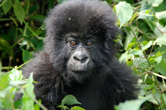 Private 3 Day Gorilla Trekking Safari in Uganda - Day 2: Walking through Bwindi Impenetrable National Park