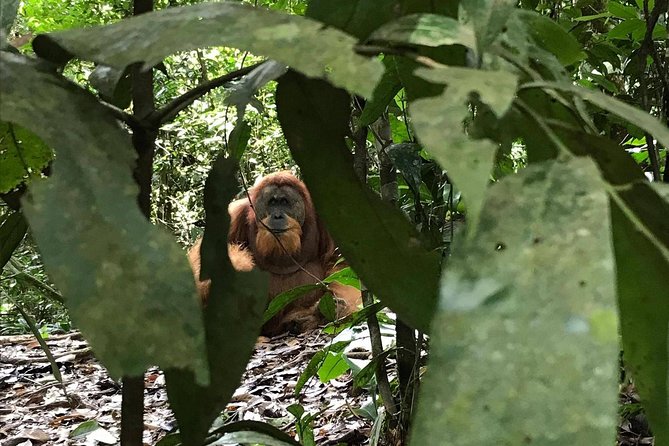 Private Full-Day Bukit Lawang Trekking Tour From Medan - Why this Bukit Lawang day trip is worth considering