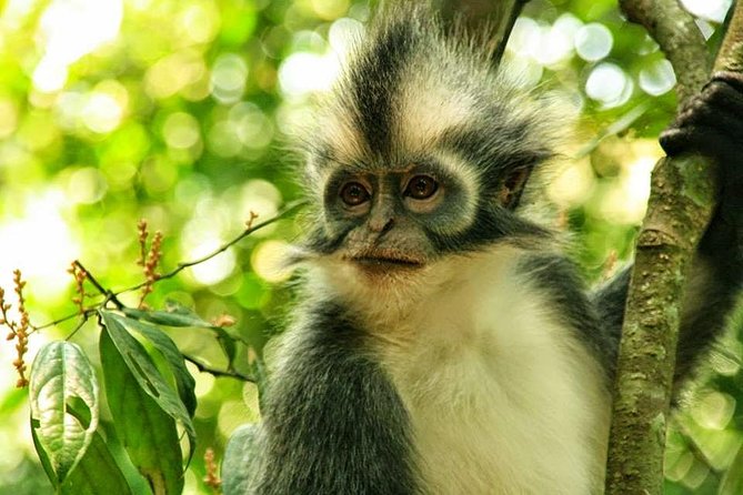 Private Full-Day Bukit Lawang Trekking Tour From Medan - The 7:00 am pickup and four-hour road trip