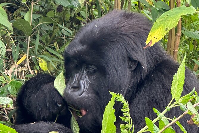 Private Gorilla Trekking Transfer from kigali to Volcanoes N.Park - What the gorilla trek may demand from you