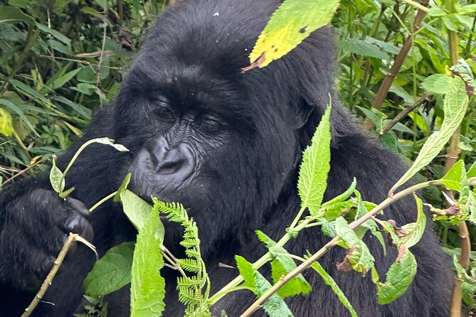 Private Gorilla Trekking Transfer from kigali to Volcanoes N.Park - What the $350 price covers