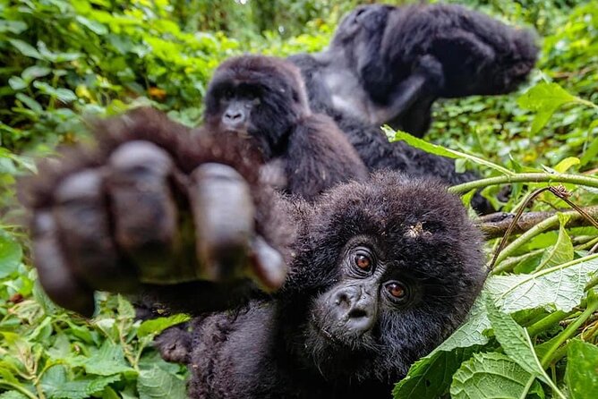 Private Gorilla Trekking Transfer from kigali to Volcanoes N.Park - Lunch, water, and the return to Kigali