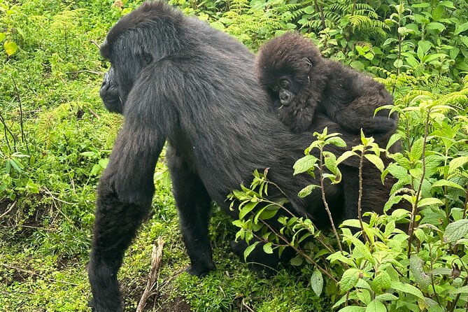Private Gorilla Trekking Transfer from kigali to Volcanoes N.Park - Private travel versus a shared transfer