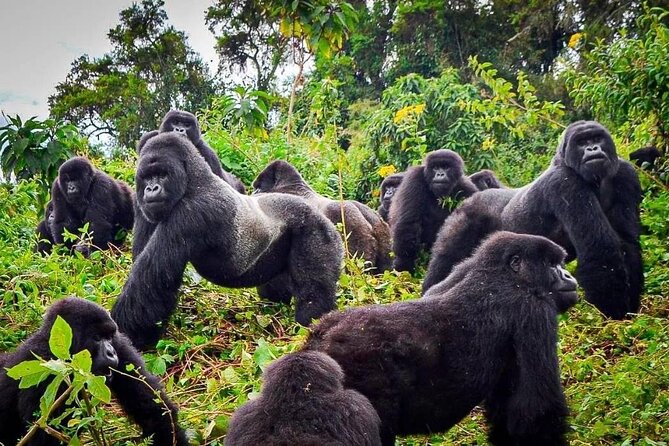 Private Gorilla Trekking Transfer from kigali to Volcanoes N.Park - The road to Musanze and the Virunga views