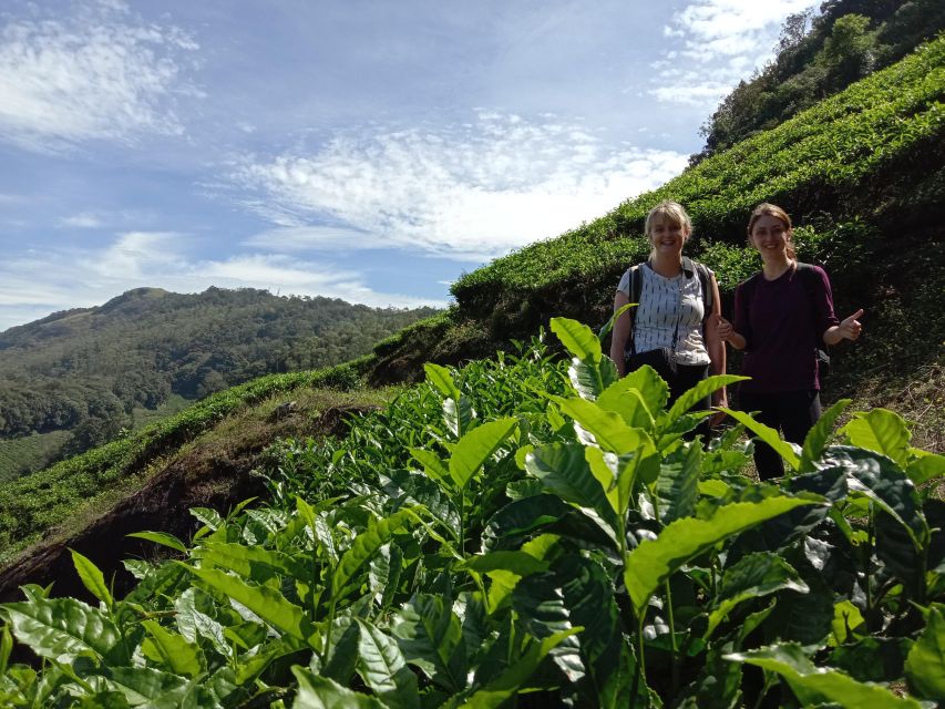 Private Munnar Tea Trek - What your guide adds to the walk