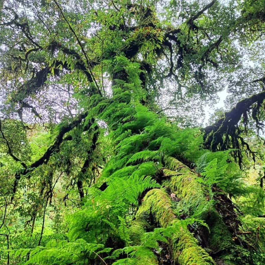 Private Tour Doi Inthanon, Trekking Kew Mae Pan Nature Trail - Who should book this mountain day?