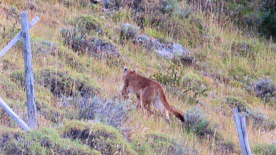 Puerto Natales: Base Torres Small Group Trekking - What the $88 price really covers